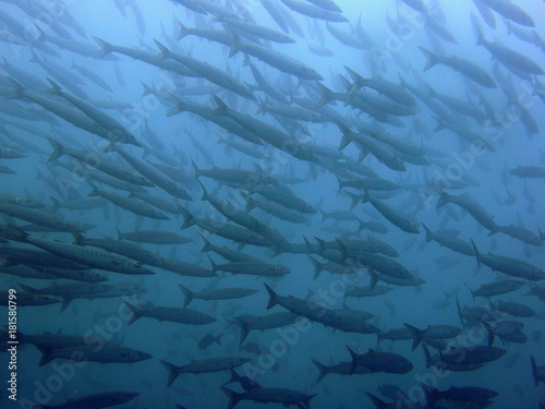 A school of barracudas fading to the right at the Galapagos Islands near Ecuador
