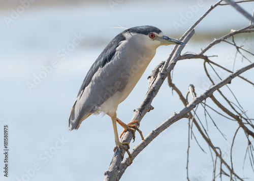 Black crowned night heron