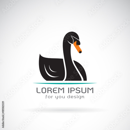Vector of a black swan design on white background. Logo. Wild Animal.