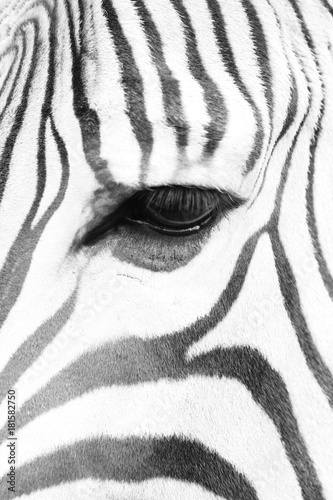 detail of zebra head