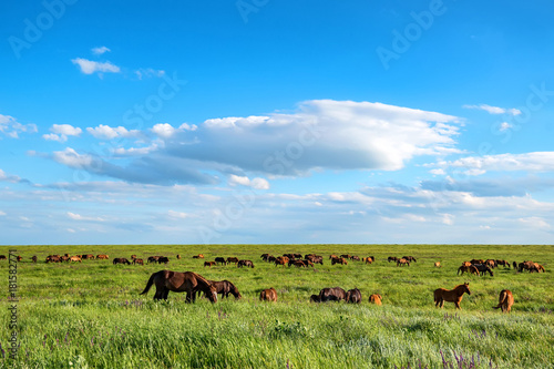 Wild horses grazing on summer meadow photo