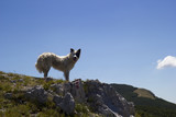 Shepherd dog on mountain peak