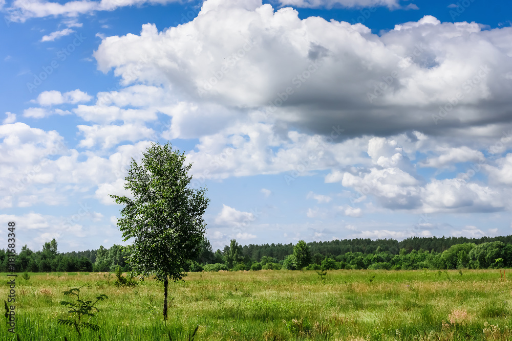 View in the distance on the field and forest with a cloudy sky, Lithuania