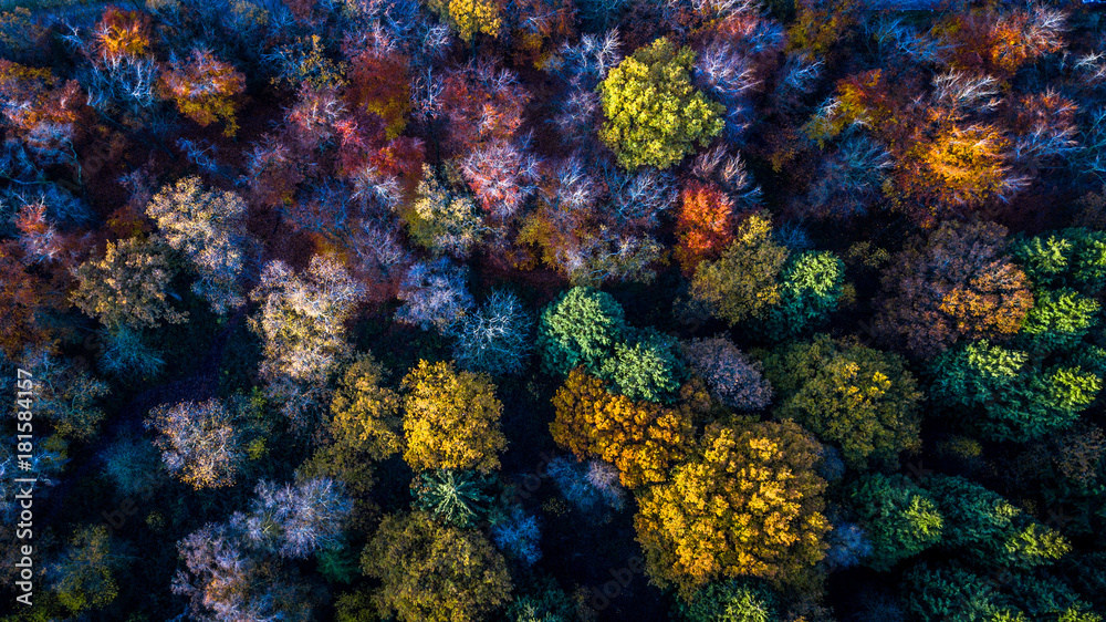 Obraz Drzewa pokazujące kolory jesieni i jesieni