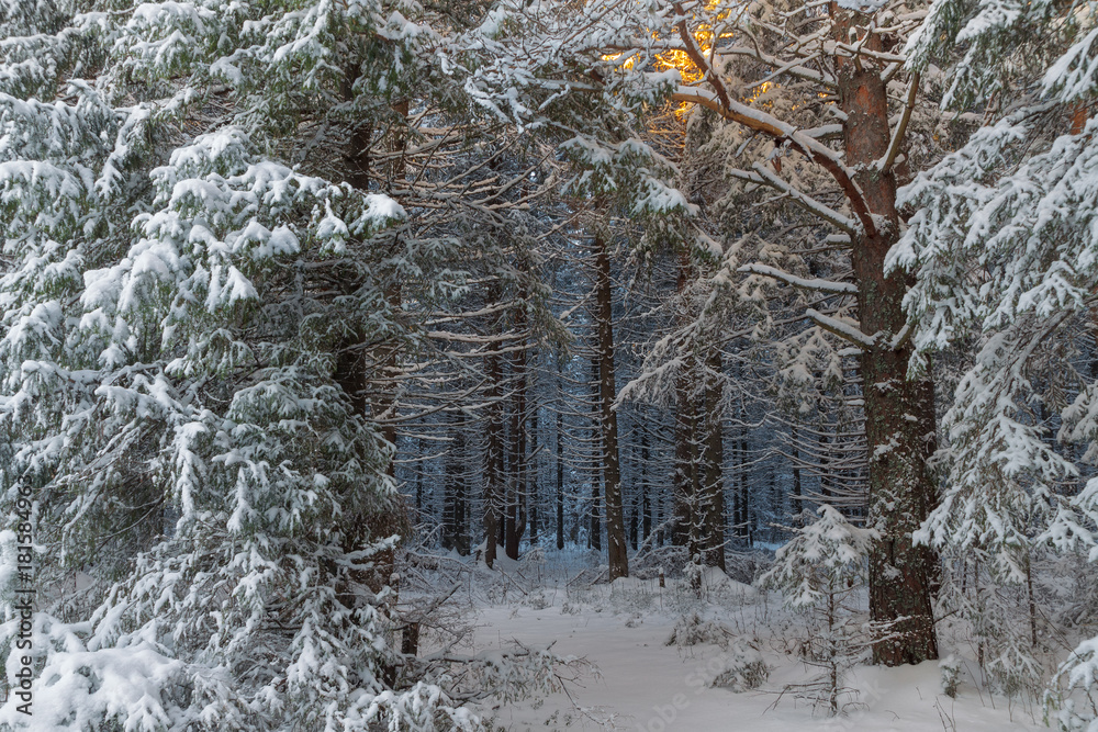 Obraz premium winter forest covered with snow and sunlight