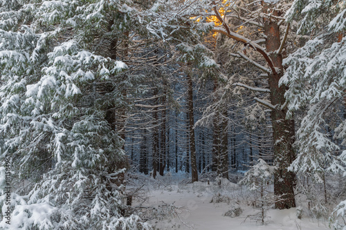 winter forest covered with snow and sunlight