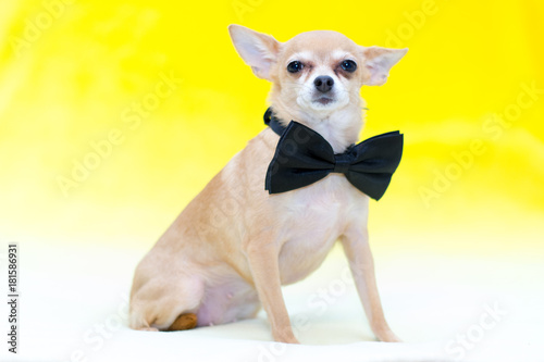 Fototapeta Naklejka Na Ścianę i Meble -  Little Toy Terrier on a yellow background