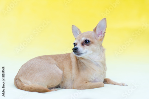 Little Toy Terrier on a yellow background © Ponomus