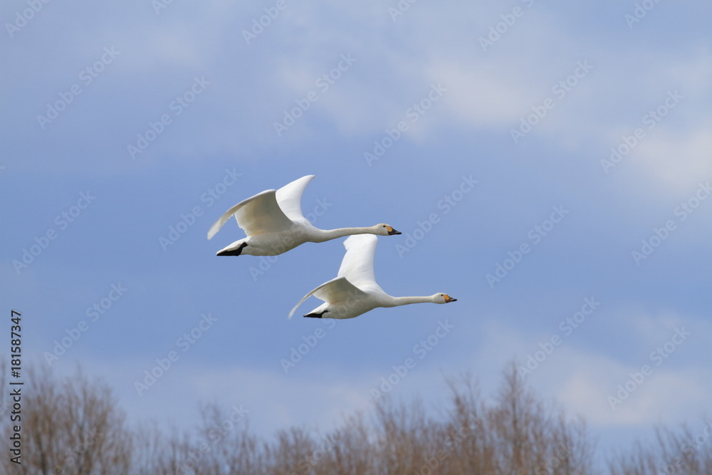 Fototapeta premium 飛ぶ白鳥 Swan flying