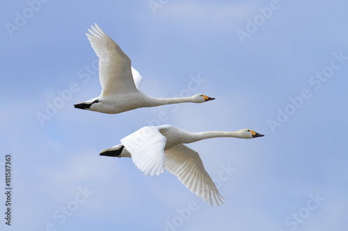 飛ぶ白鳥 Swan flying