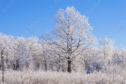 winter forest, trees and grass in the frost