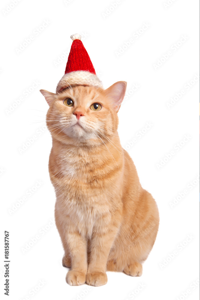 Obraz premium Ładny czerwony żółty blady kot w Boże Narodzenie kapelusz siedzi na białym tle.