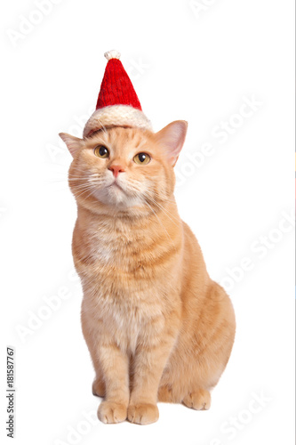 Fototapeta Naklejka Na Ścianę i Meble -  Cute red yellow pale cat in christmas hat sitting isolated on white background.