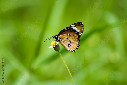 orange butterfly on flower grass © noppharat