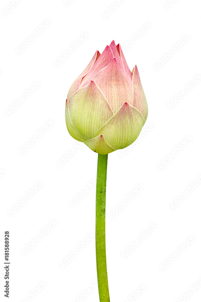Fototapeta premium pink lotus flower are blooming.
