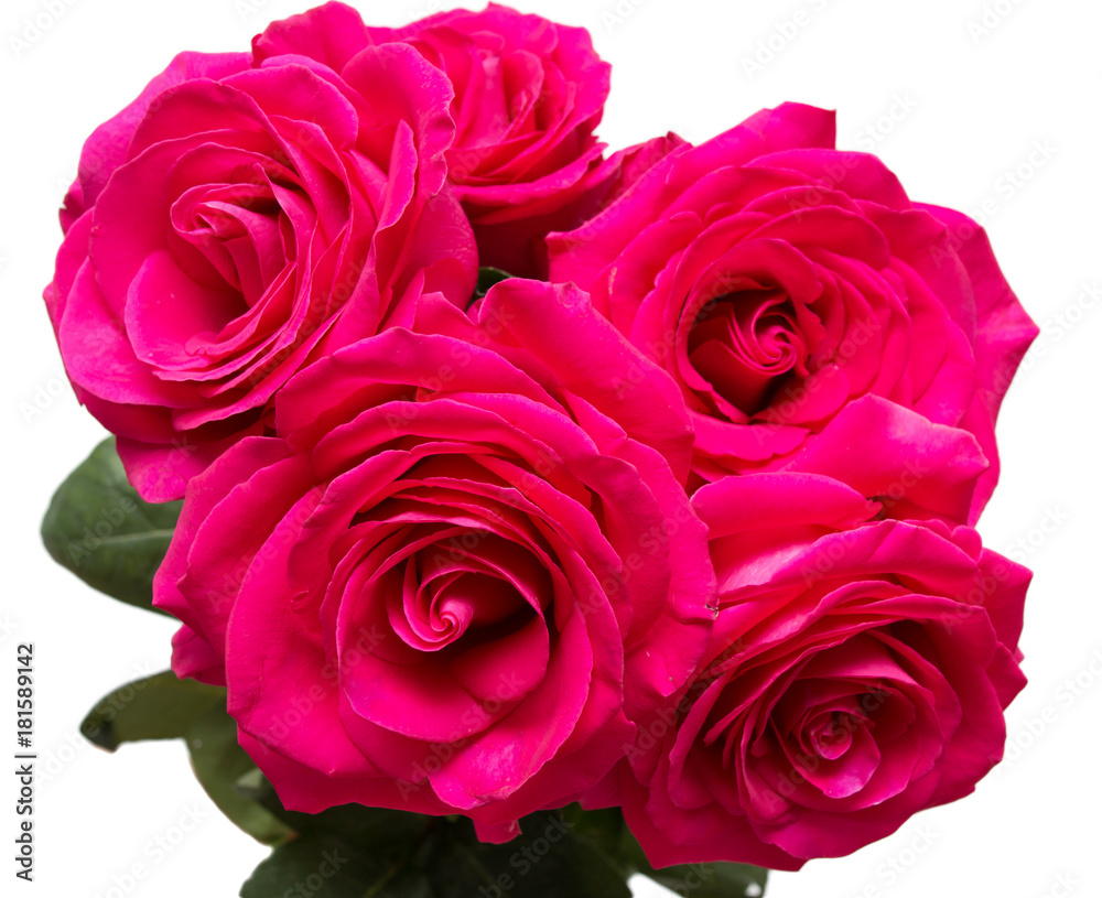 roses on white background roses on white background