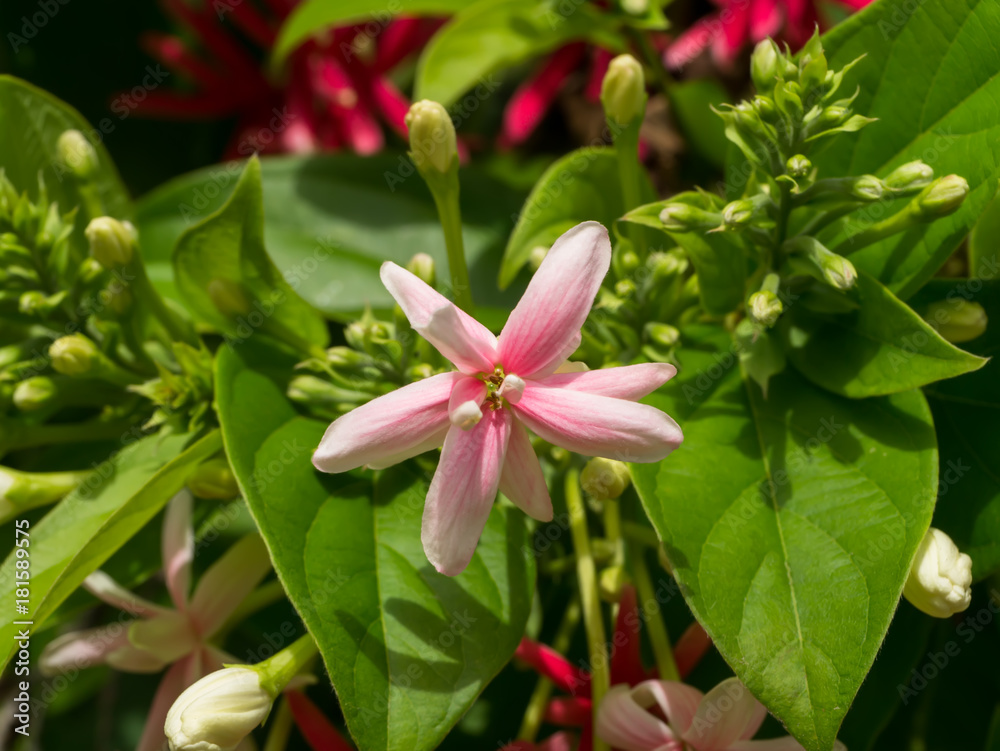Close up of Combretum indicum flower.