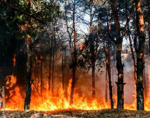 Slika na platnu Forest fire. Burned trees after forest fires and lots of smoke