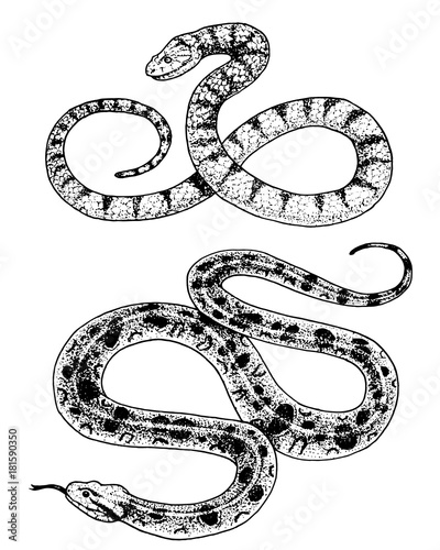 Viper snake. serpent cobra and python, anaconda or viper, royal. engraved hand drawn in old sketch, vintage style for sticker and tattoo. ophidian and asp.