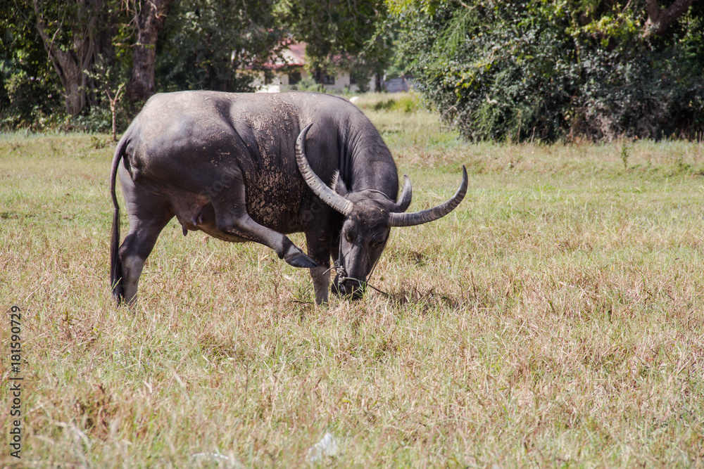 buffalo on green buffalo on green