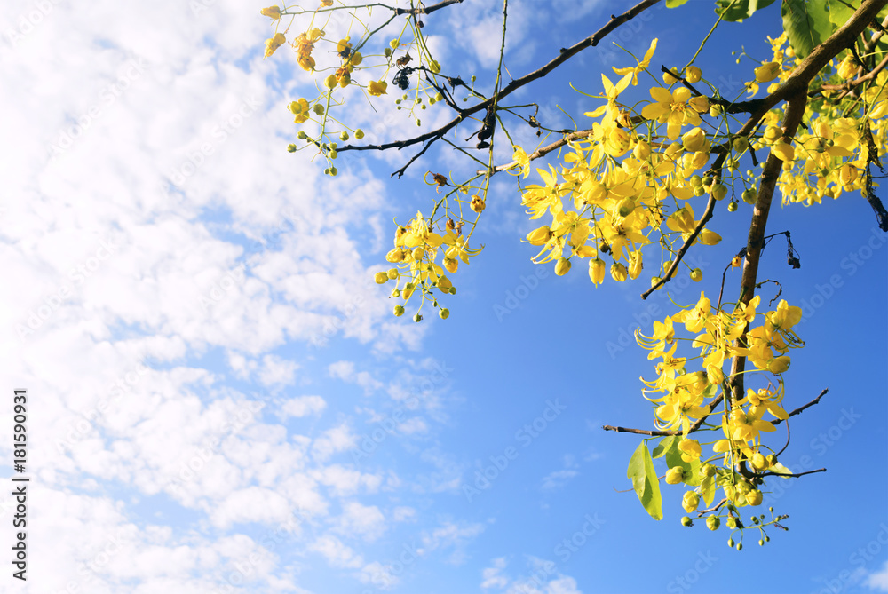 Cassia Fistula