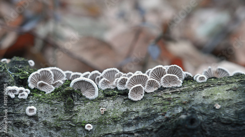Schizophyllum commune fungus photo