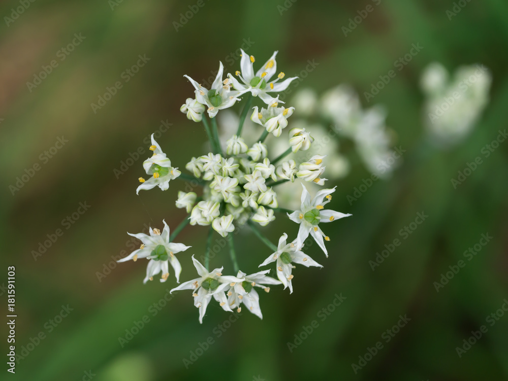Chinese Chives flower Chinese Chives flower