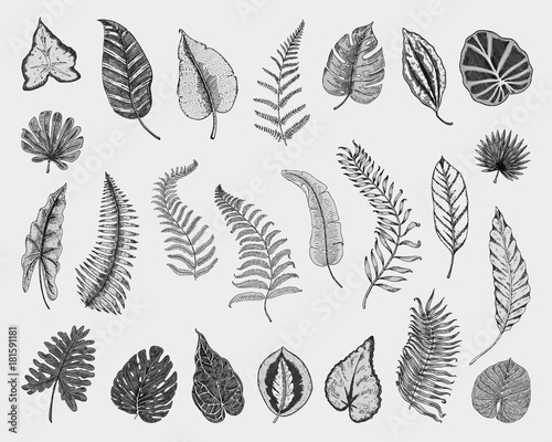 tropical or exotic leaves, leaf of different vintage looking plants. monstera and fern, palm with banana botany set. flowers engraved vintage, hand drawn. botanical organic product. green background.