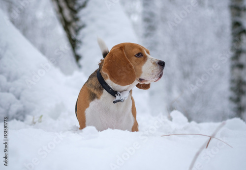 Beagle dog walking in the winter snowy forest