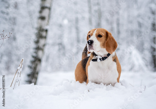Beagle dog walking in the winter snowy forest