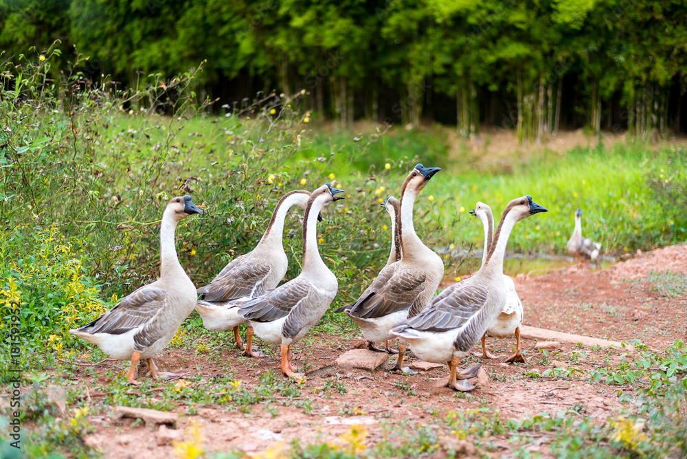 Obraz premium Goose walks in garden