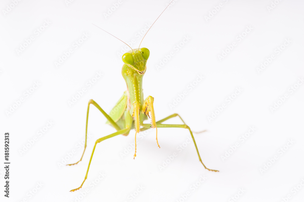 Mantis on the white background