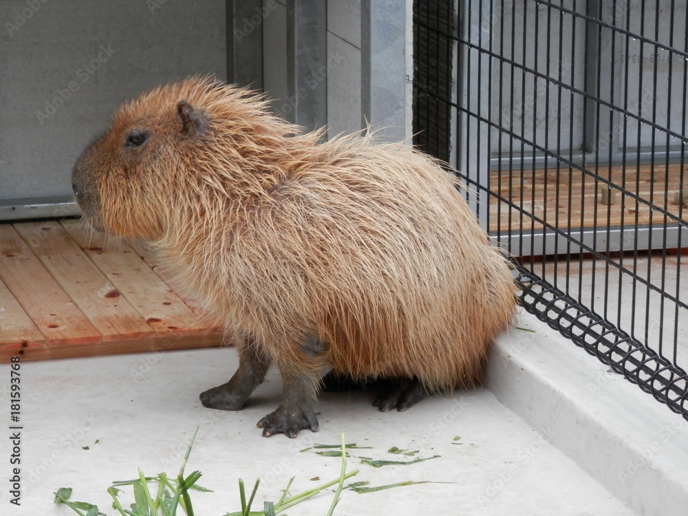 可愛いカピバラのお座り姿 三重県 Stock 写真 Adobe Stock 可愛いカピバラのお座り姿 三重県 Stock 写真 Adobe Stock