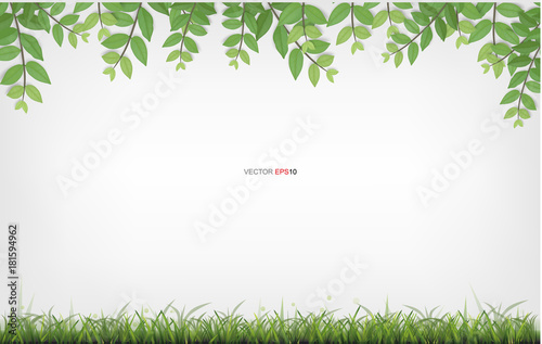 Framing of green leaves and green grass with white area for copy space. Vector illustration.