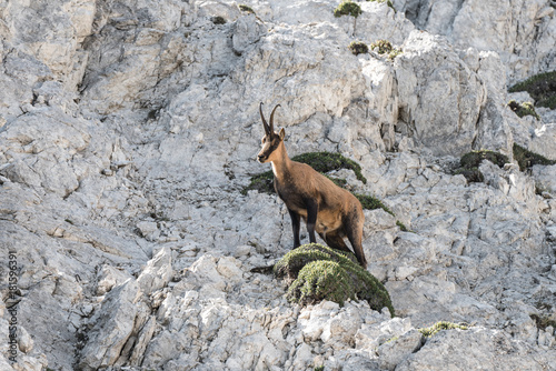 Male of chamois on a rocky spur, Gran Sasso, Campo Imperatore, L'Aquila province, Abruzzo, Italy photo