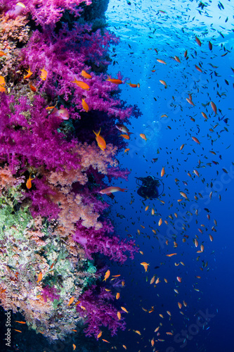 Diver at a Red Sea coral wall