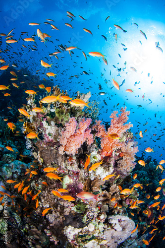 Colourful coral reef in the Red Sea