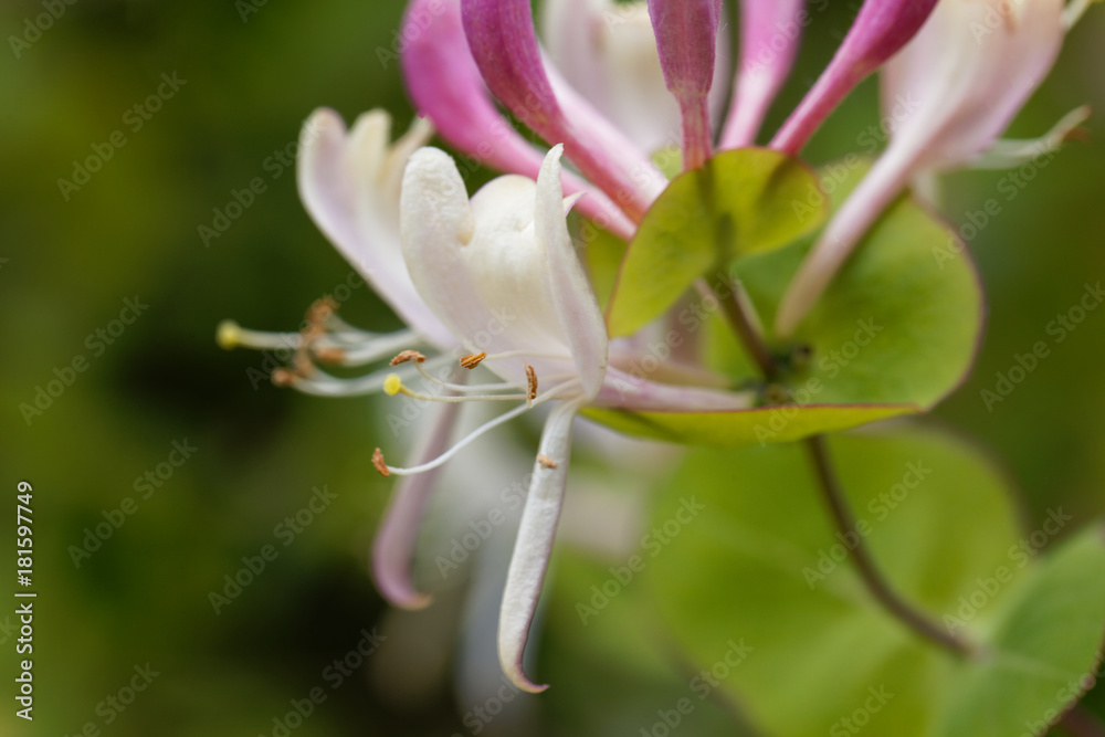 Fototapeta premium Etruscan honeysuckle (Lonicera etrusca)