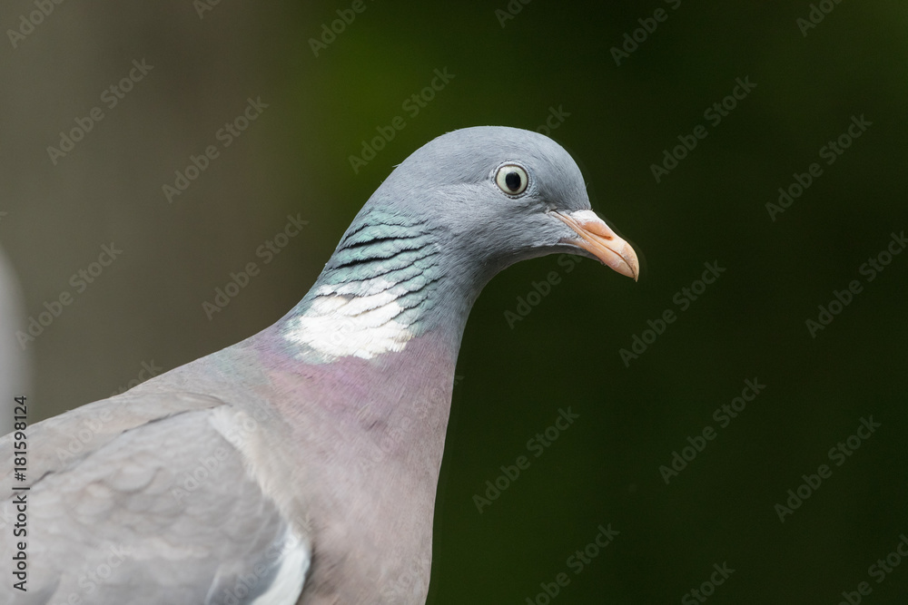 Common wood pigeon Common wood pigeon