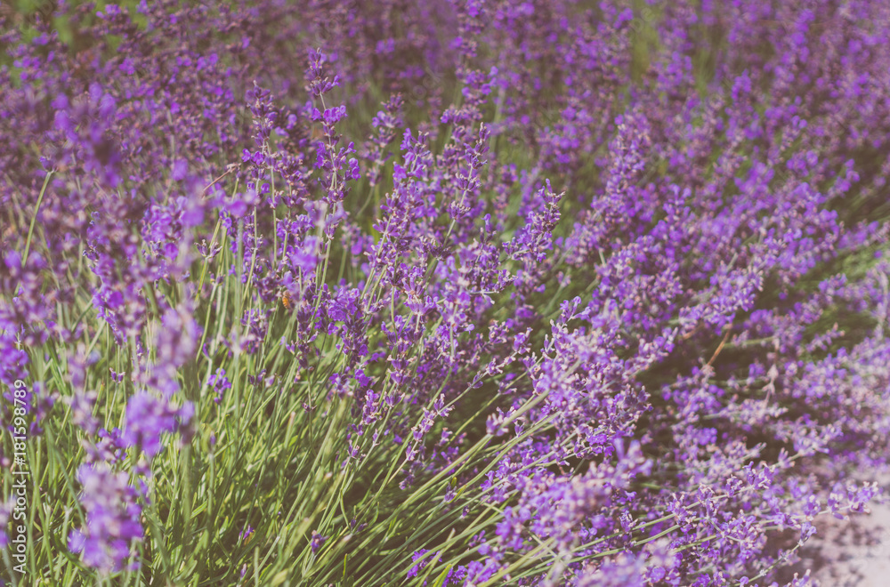 Fototapeta premium Mountain lavender. Fragrant purple field flowers