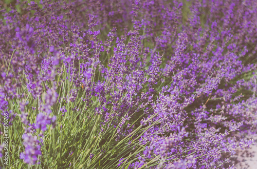 Mountain lavender. Fragrant purple field flowers