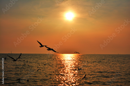 The last sun light near the sea with seagull background - Silhouette of concept