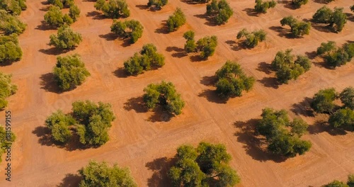 Aerial view of olive groves for industrial production of olive oil