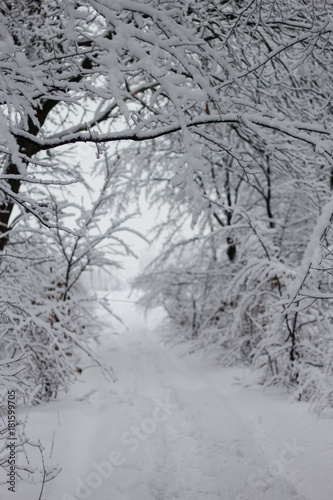 White winter forest landscape