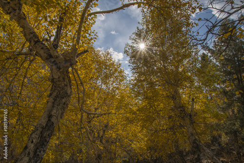 Autumn sun shining through a majestic tree