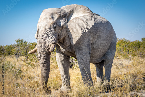 Big male elephant