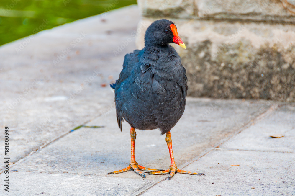 Obraz premium Purple swamphen bird