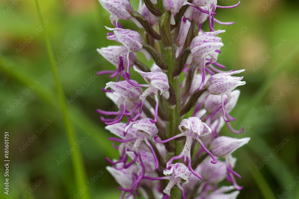 Flower of the Monkey orchid (Orchis simia) Flower of the Monkey orchid (Orchis simia)