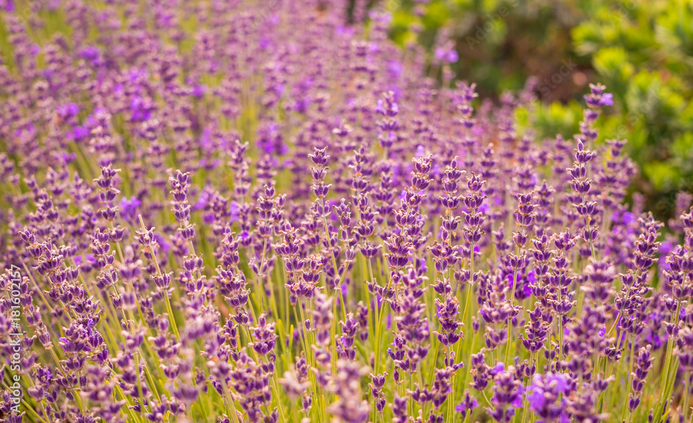 Flowering mountain lavender. Fragrant purple field flowers