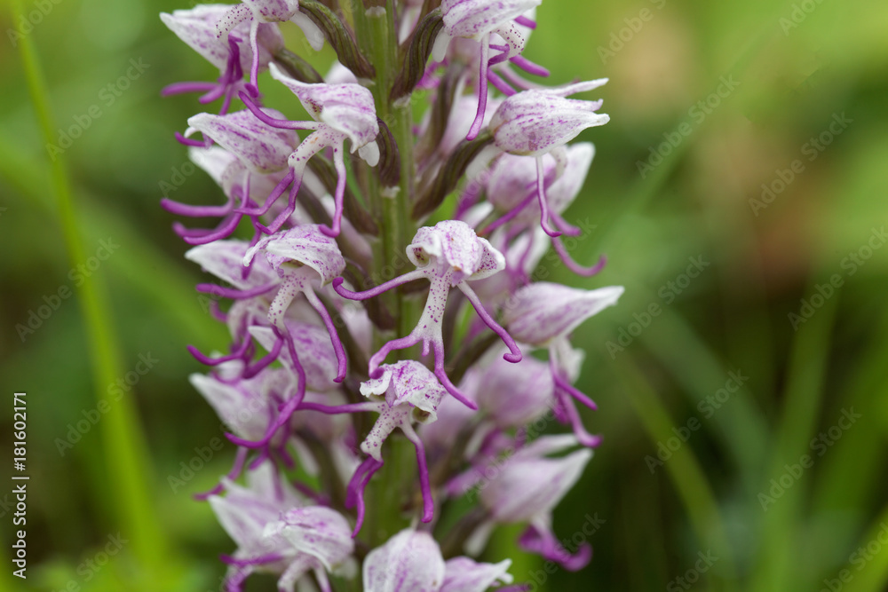Flower of the Monkey orchid (Orchis simia) Flower of the Monkey orchid (Orchis simia)